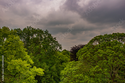 Big green trees with beautiful nature, Landscape of green environment © num