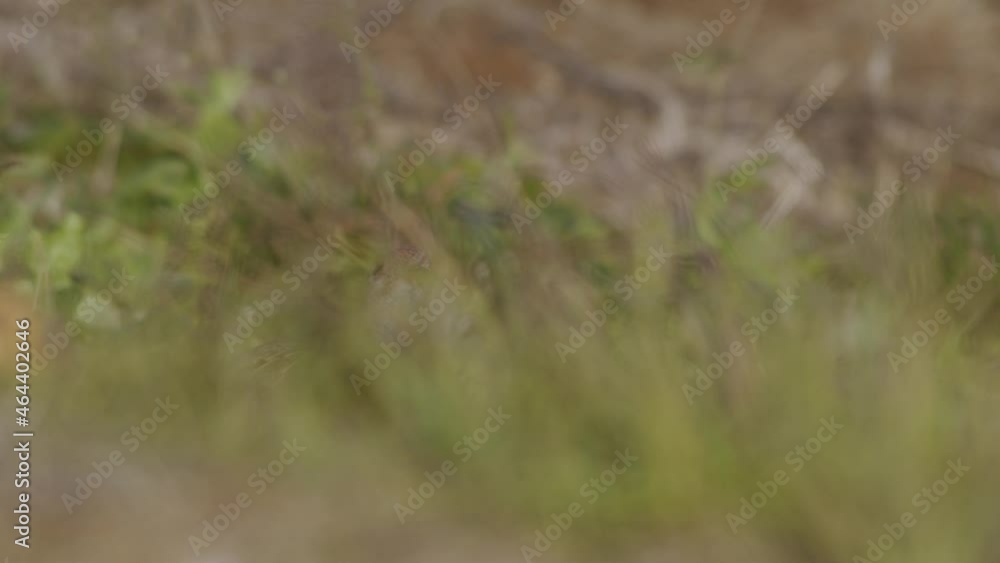 Perfect closeup of gray partridge bird walking on road and grass meadow feeding and hiding Perfect closeup of gray partridge bird walking on road and grass meadow feeding and hiding