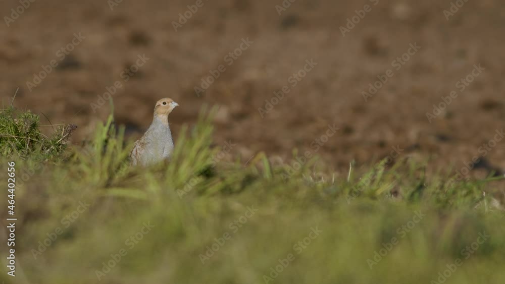 Perfect closeup of gray partridge bird walking on road and grass meadow feeding and hiding Perfect closeup of gray partridge bird walking on road and grass meadow feeding and hiding