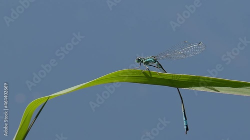 A Blue-tailed damselfly,  Ischnure elegans, flies off from a reed leaf on a pond in the Lake Kerkini wetland in Northern Greece. photo