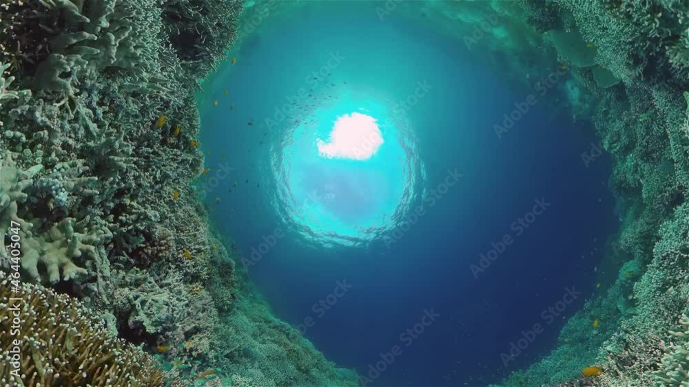 Colourful tropical coral reef. Scene reef. Marine life sea world. Philippines. Colourful tropical coral reef. Scene reef. Marine life sea world. Philippines.