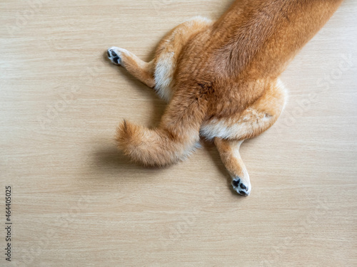 Beautiful back part of Japanese Shiba inu on laminate wood background. Portrait sleeping in living room. Cute puppy dog resting indoor sweet home.