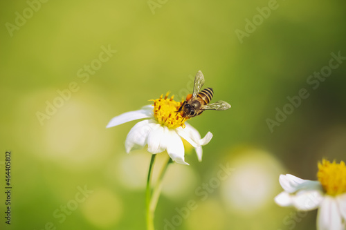 A bee drinking nectar on white bidens pilosa flower blooming on blurred green garden background