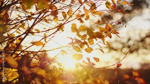 Close up yellow leaves on autumn trees with sun rays shining. Autumn forest beauty. Golden tree leaves. Sun beam. Blue sky. Leaves blowing in windy day 