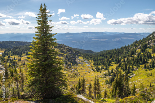river Valley, pine tree and alpine meadows in the Trophy Mountain area of Wells Gray Provincial Park in BC, Canada, near Clearwater. A colorful mountain landscape photo