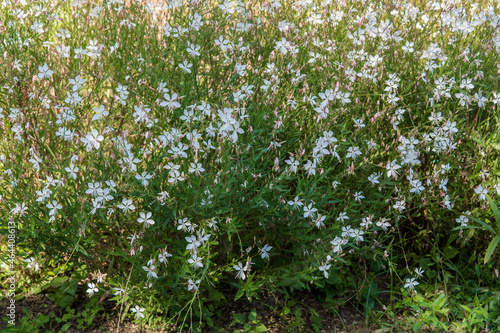 沢山の白い花が咲いた大株の白蝶草（ Gaura lindheimeri）／アカバナ科 photo