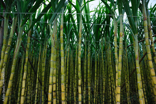 Sugarcane plants growing under sky