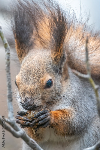 The squirrel with nut sits on tree in the winter or autumn. Eurasian red squirrel, Sciurus vulgaris. © Dmitrii Potashkin
