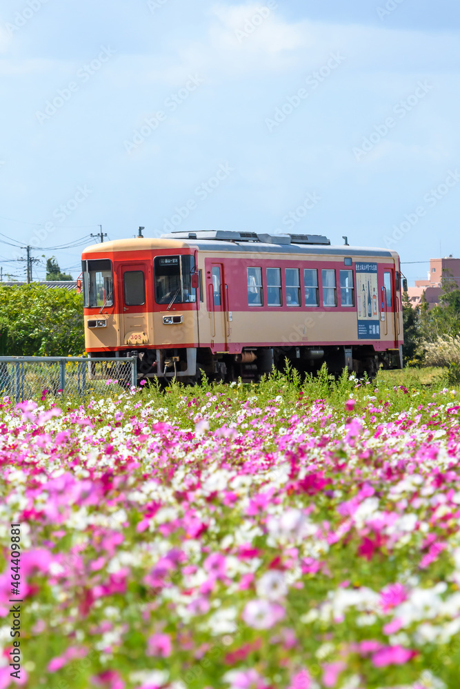 Fototapeta premium 甘木鉄道とコスモス畑
