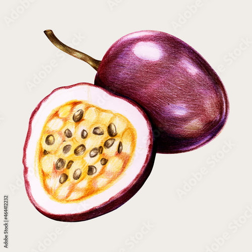 Fresh passion fruit vector in color-pencil
