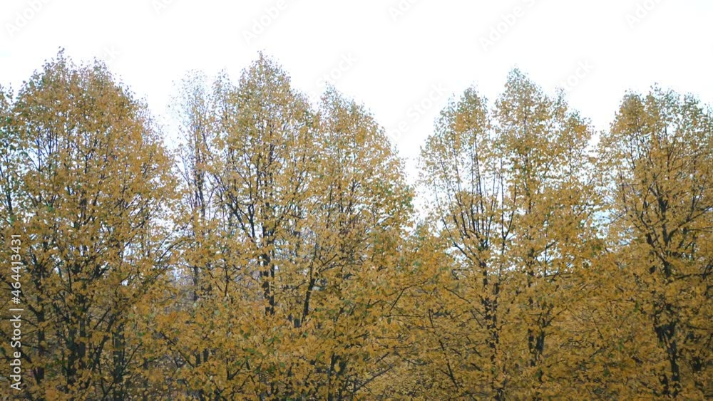 Beautiful autumn colorful nature landscape view. Red yellow maple trees on blue sky background. Beautiful nature in Stockholm, Sweden Beautiful autumn colorful nature landscape view. Red yellow maple trees on blue sky background. Beautiful nature in Stockholm, Sweden