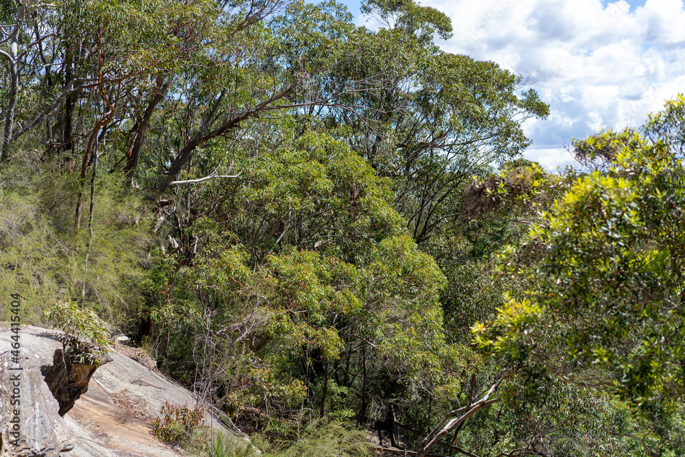 Scenic Australian gumtrees in the bush