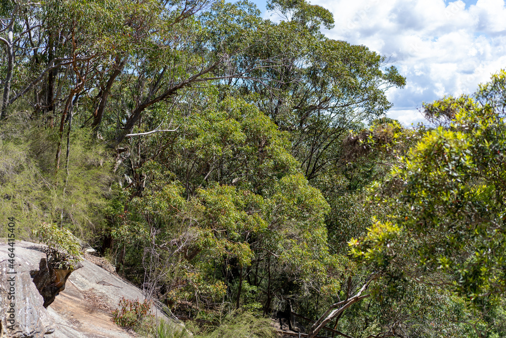 Scenic Australian gumtrees in the bush Scenic Australian gumtrees in the bush