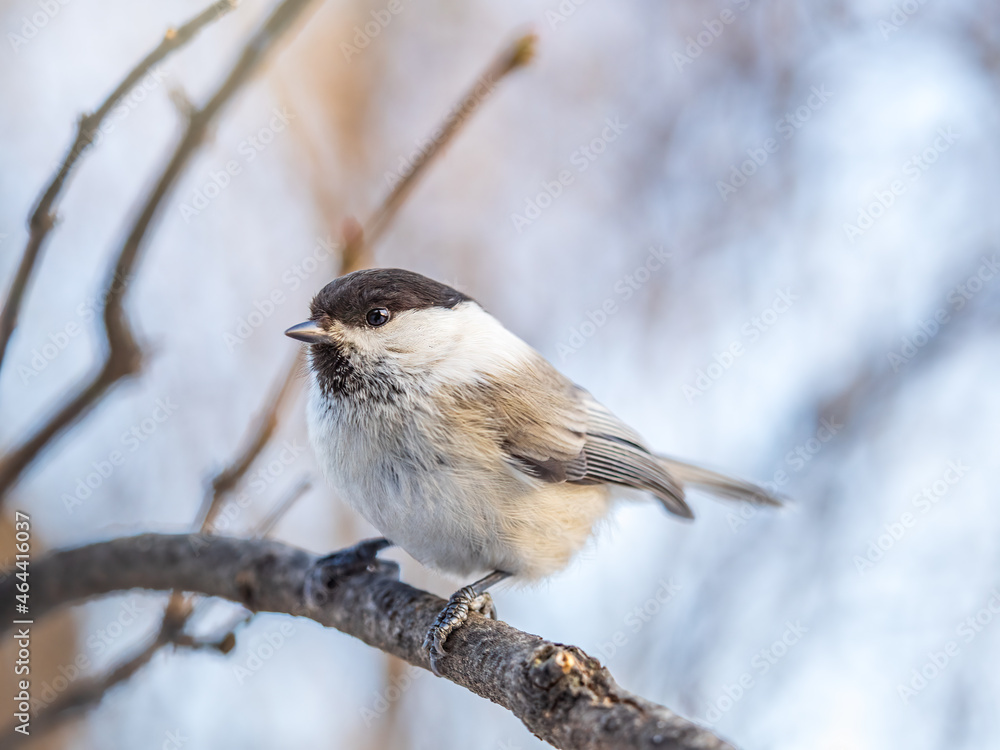 Cute bird the willow tit, song bird sitting on a branch without leaves in the winter. Cute bird the willow tit, song bird sitting on a branch without leaves in the winter.