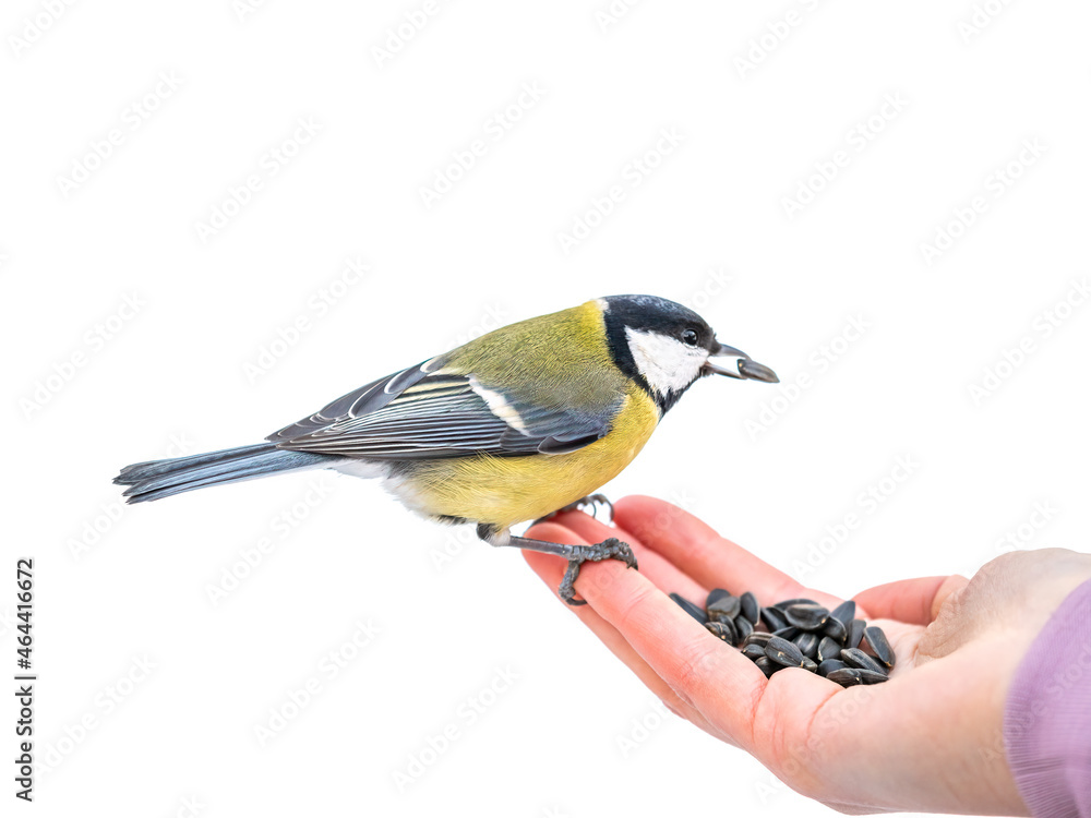 Obraz premium Girl feeds a tit from from a hand, isolated on white background. Hungry bird eating seeds from a hand during winter or autumn