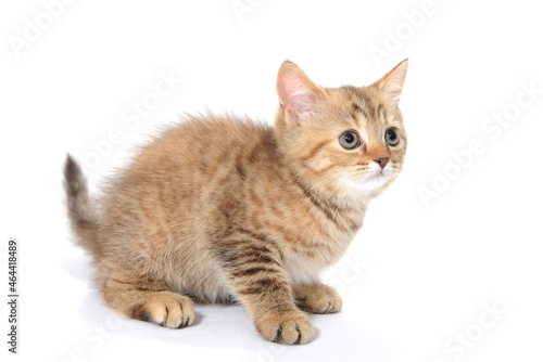 ginger striped purebred cat sitting on white isolated background