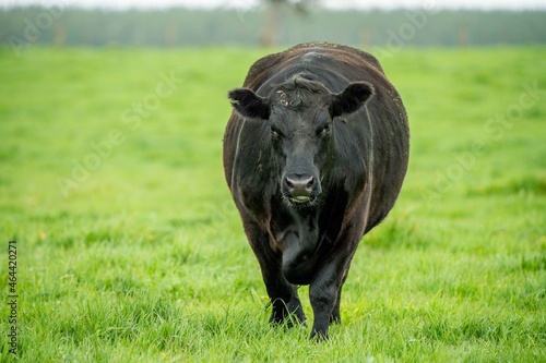 Close up of cows in a field, grazing on pasture, in Australia photo