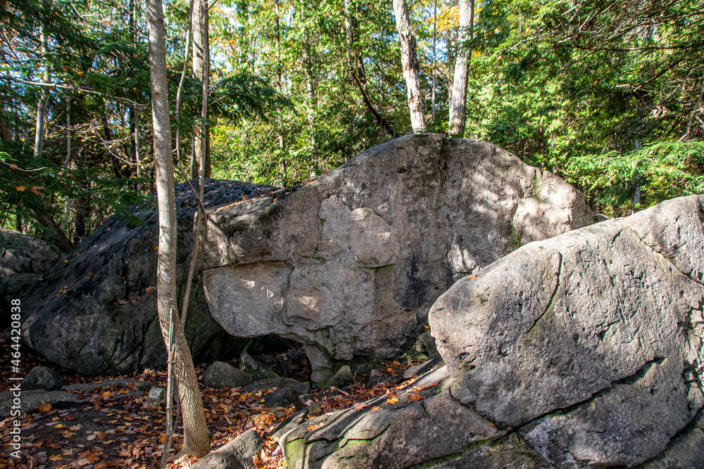 Obraz premium A large boulder in the shape of a dog's head lies on the ground in a forest surrounding Jones Falls near Owen Sound, Ontario.