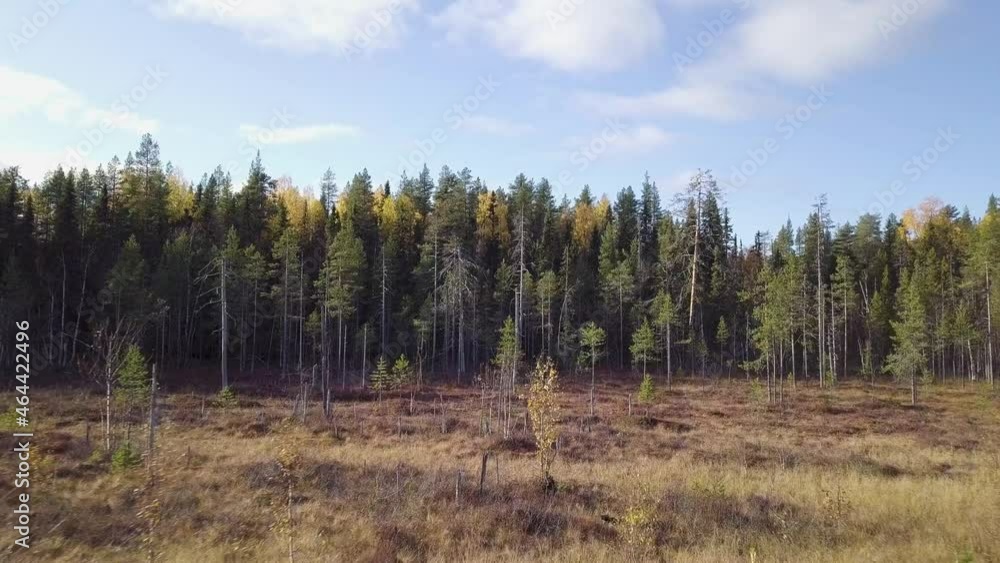 Drone going forward towards forest pine trees in national park in Sweden Drone going forward towards forest pine trees in national park in Sweden