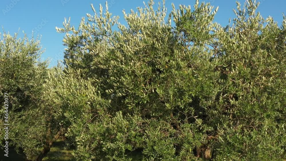Circular flight next to olive trees. Ripe olives on olive trees. Slow motion along the olive trees. Olive tree on the plantation. Circular flight next to olive trees. Ripe olives on olive trees. Slow motion along the olive trees. Olive tree on the plantation.