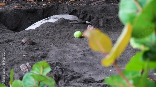 Turtle on hiding eggs phase in Tortuguero, Limon Province, Costa Rica photo