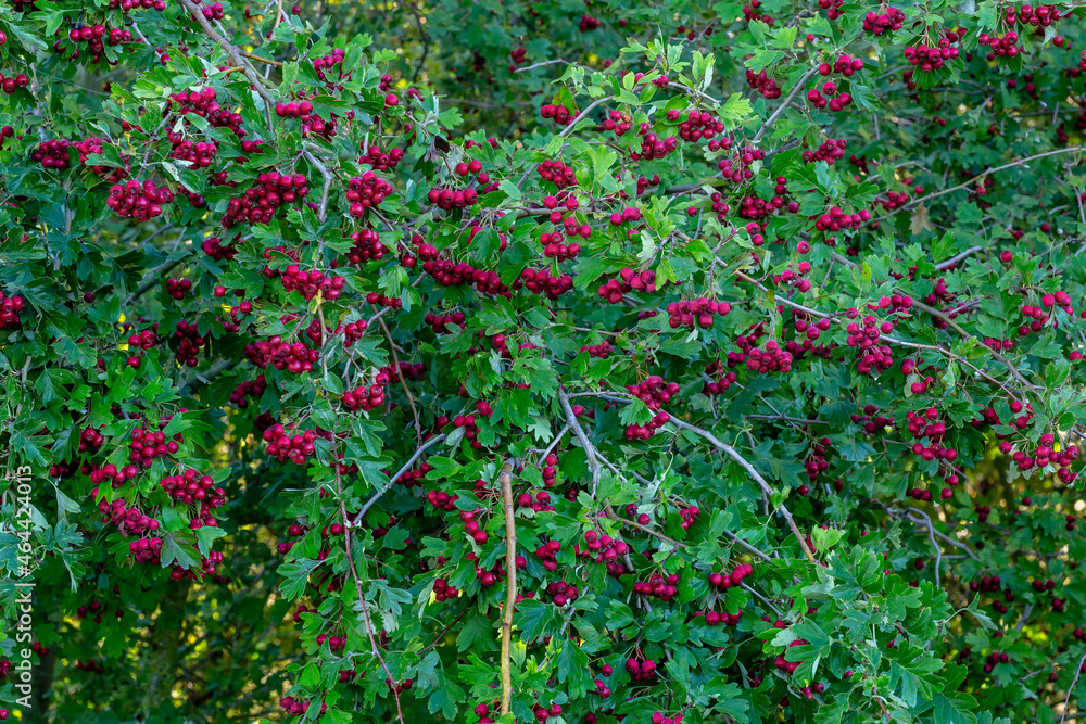 Crataegus monogyna. Shrub of hawthorn with its red fruits in autumn.