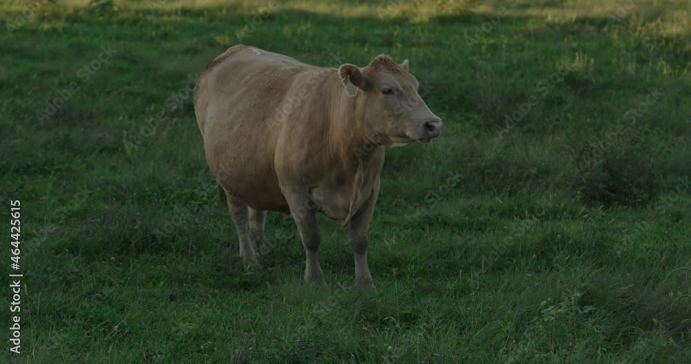 Slow motion of a single white cow standing in a grassy field Slow motion of a single white cow standing in a grassy field