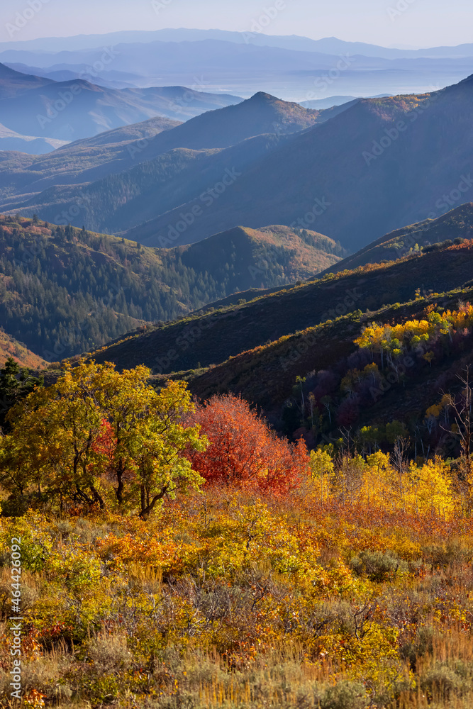 Colorful fall foliage in Mt Nebo wilderness under evening sun light in Utah
