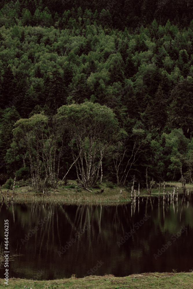 reflection of trees in water reflection of trees in water