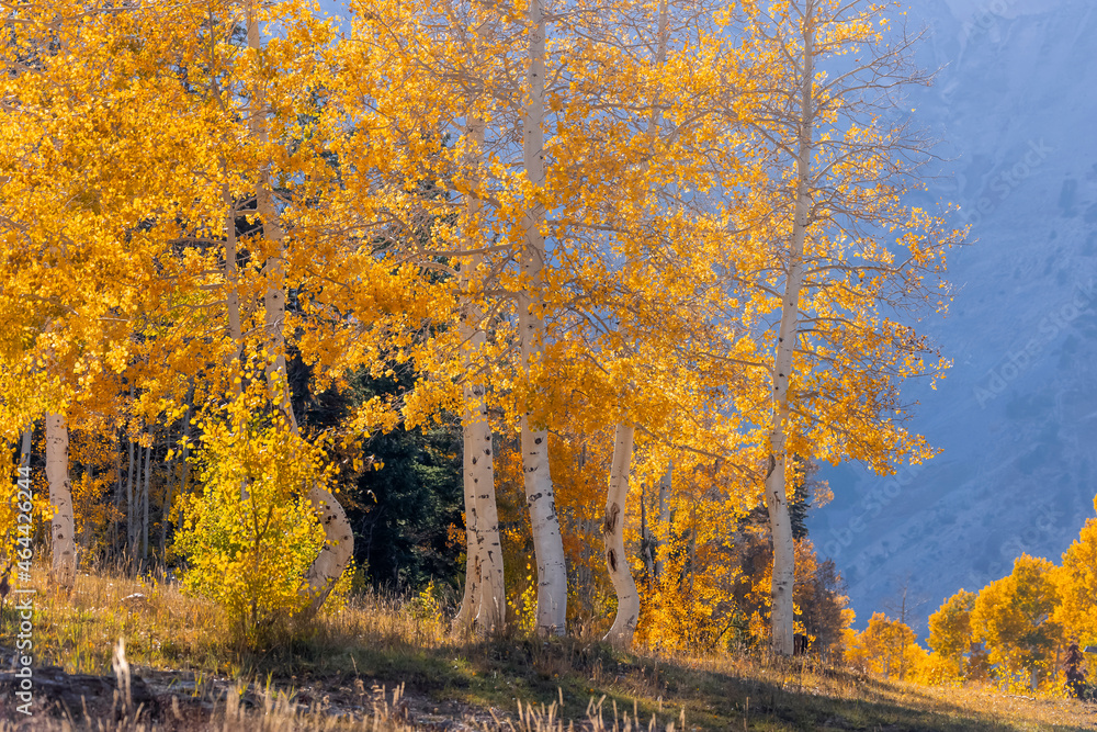 Fototapeta premium Brilliant color trees against mountain background during autumn time at Mt Nebo in Utah