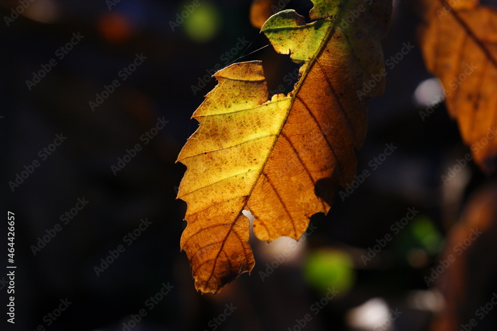 Obraz premium オレンジになった葉の太陽の光で透かされて映える