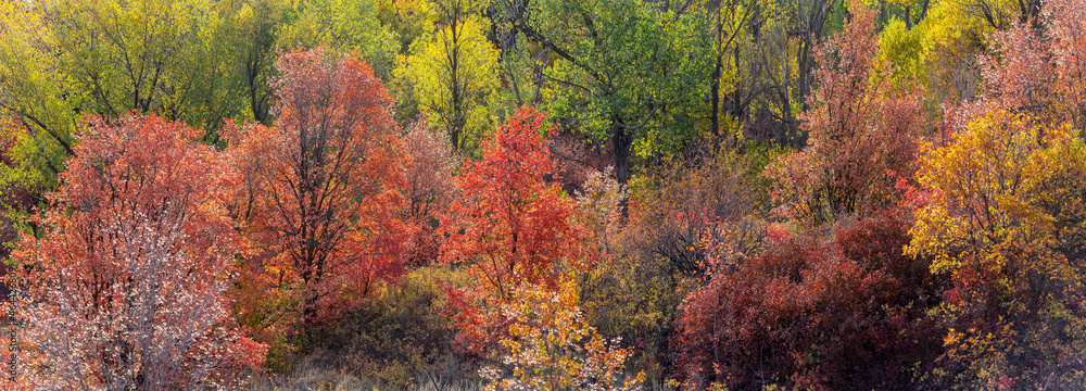 Panoramic view of colorful trees in woodlands of Utah during autumn time