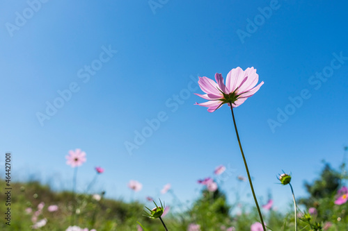 Cosmos flowers in the mountains © Kandarp