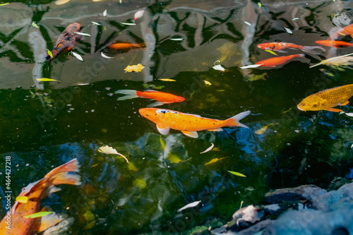 fish in a pond © Анна Иванова