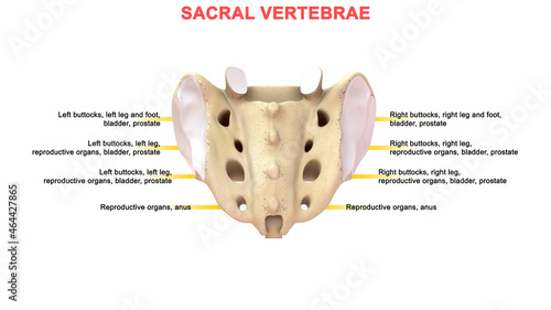 The sacrum, sometimes called the sacral vertebra or sacral spine (S1), is a large, flat triangular shaped bone nested between the hip bones and positioned below the last lumbar vertebra (L5)