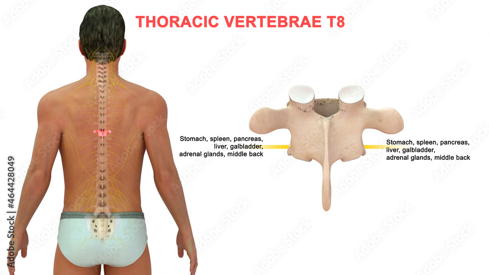 T8 Innervation The thoracic spine has 12 nerve roots (T1 to T12) on each side of the ...