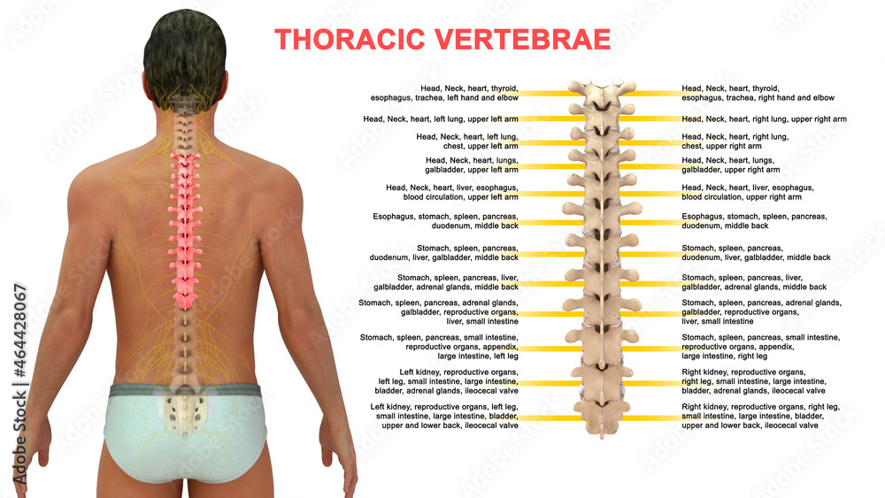 The thoracic spine has 12 nerve roots (T1 to T12) on each side of the The thoracic spine has 12 nerve roots (T1 to T12) on each side of the