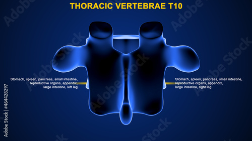 The thoracic spine has 12 nerve roots (T1 to T12) on each side of the spine that branch from the spinal cord and control motor and sensory signals mostly for the upper back, chest, and abdomen photo