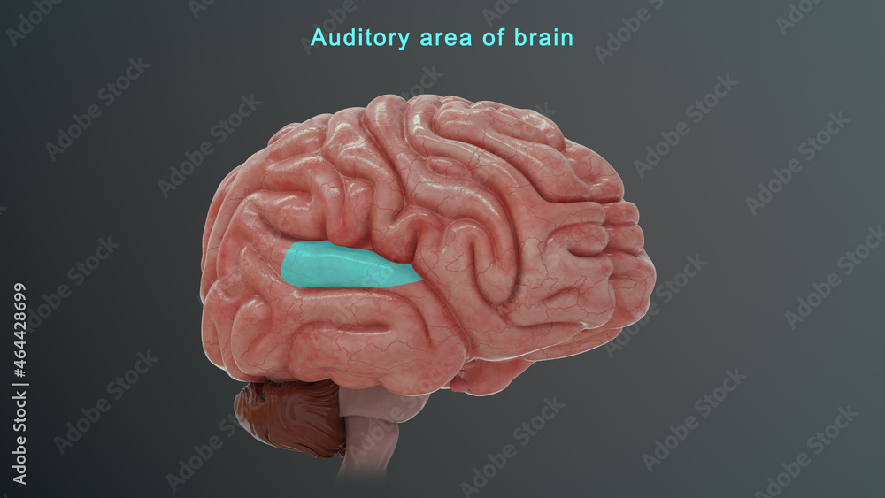 Auditory area of Brain Auditory area of Brain