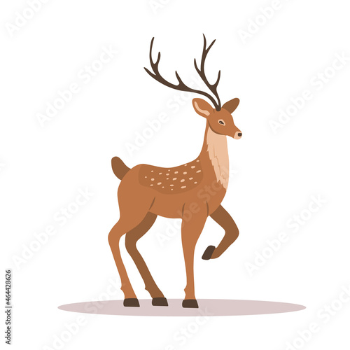 Elegant noble sika deer. Reindeer with antlers on white background. Ruminant mammal animal. Vector illustration in flat cartoon style.