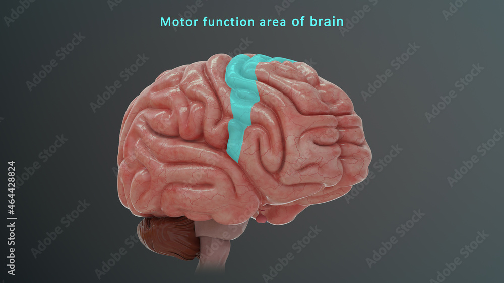 Motor area funtion of Brain Motor area funtion of Brain