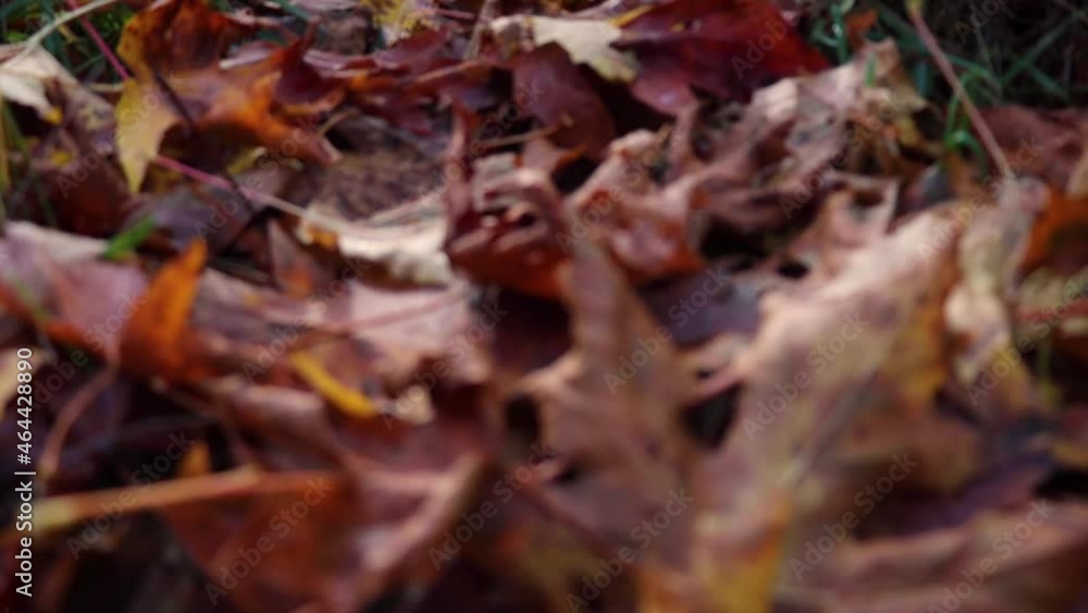 Piles of colorful Autumn leaves captured in slow motion and panning out to Olympic National Park Forest view. Piles of colorful Autumn leaves captured in slow motion and panning out to Olympic National Park Forest view.