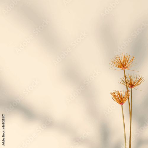 Dried Papyrus branches by a wall vector