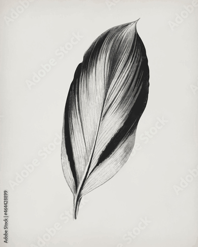 Dracaena Recina, succulent tropical leaf vintage vector, remix from original artwork of Benjamin Fawcett.