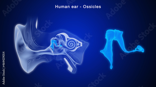 Foto Ossicles