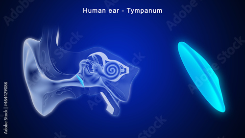 It separates the outer ear from the middle ear. When sound waves reach the tympanic membrane they cause it to vibrate. The vibrations are then transferred to the tiny bones in the middle ear. photo