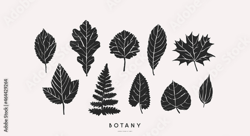 Stock vector set of tree and herbal leaf silhouettes