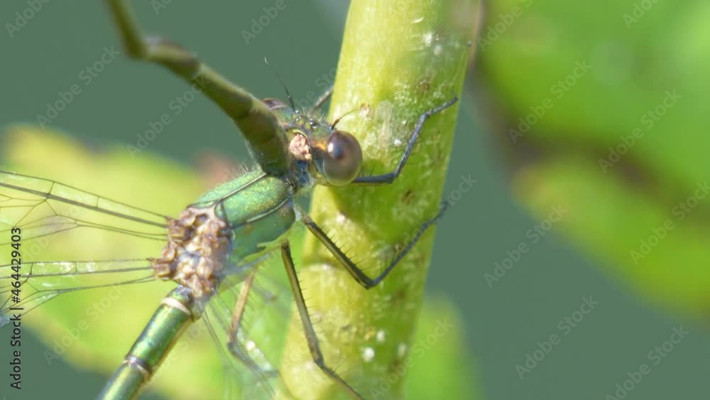 Extreme macro shot of wild green colored Damselfly resting on plant in sunlight Extreme macro shot of wild green colored Damselfly resting on plant in sunlight