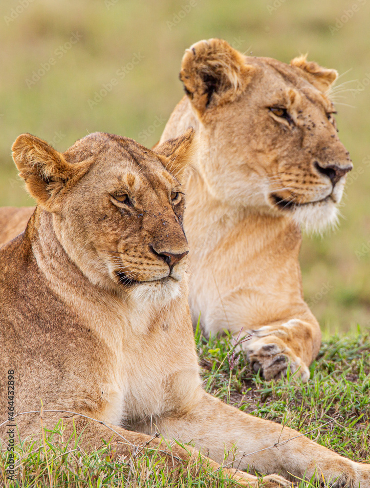 Young cubs of the Marsh Pride play around with the adult lions watching in the grass of the Masai Mara, Kenya Young cubs of the Marsh Pride play around with the adult lions watching in the grass of the Masai Mara, Kenya