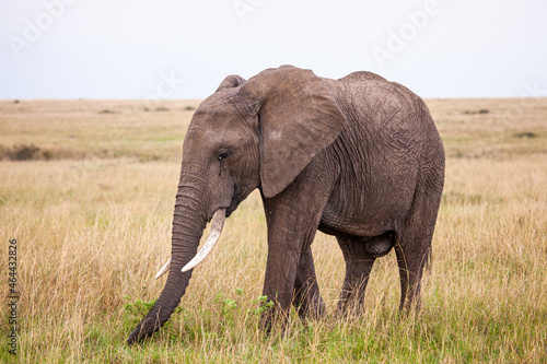 Elephant grazing on the open savannah of the Masai Mara  Kenya